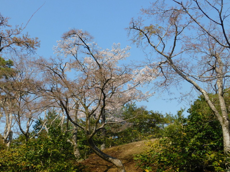 金閣寺の春