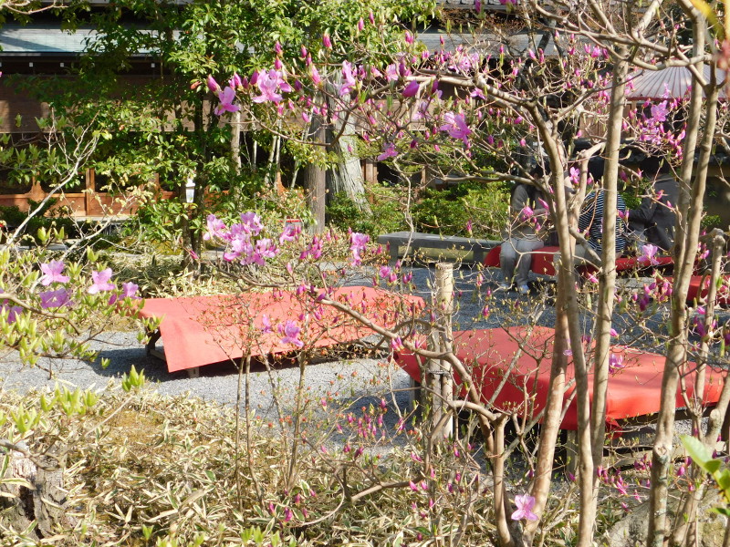 金閣寺の春