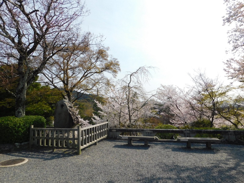 桜と清水寺