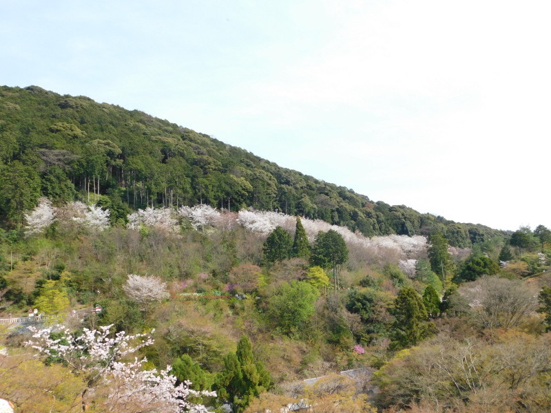 桜と清水寺
