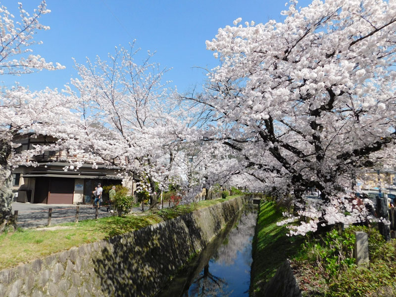桜の哲学の道