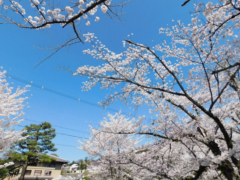 桜の哲学の道